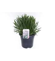 Allium senescens Summer Beauty
