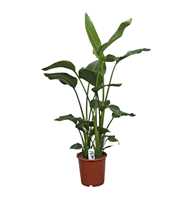 Strelitzia nicolai 3 stek