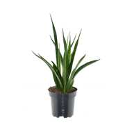 Sansevieria kirkii 'Friends' P10,5