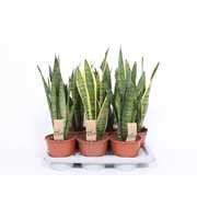 Sansevieria mix