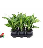 Dracaena Burley kopstek P13