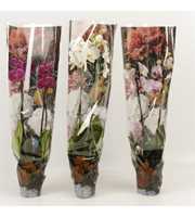 Phalaenopsis gemengd 2 tak gemengd in Boudoir hoes