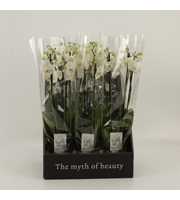 Phalaenopsis overig wit 3 tak wit in displaybox