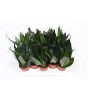 Sansevieria Hahnii Black