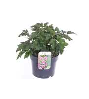 Anemone Lichtrose