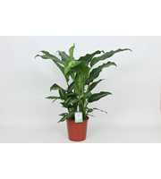 Purify Dieffenbachia Galaxy 24 cm