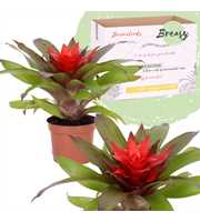 Guzmania Lorena