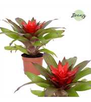 Guzmania Lorena