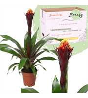 Guzmania Rockyflower Akabar