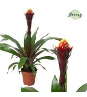 Guzmania Rockyflower Akabar