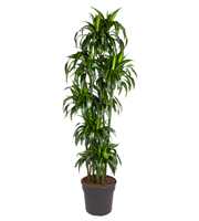 Dracaena Hawaiiana 150-carrousel