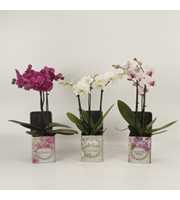 Phalaenopsis gemengd 3 tak gemengd in blik Barbara