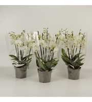 Phalaenopsis overig wit 8 tak wit in grijze kweekp