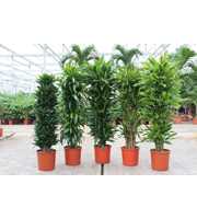 Dracaena fragrans Mixkar 34