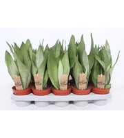 Sansevieria Moonshine