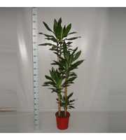 Dracaena Steudneri 120-90-60-30