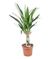 Yucca 30cm. enkele stam