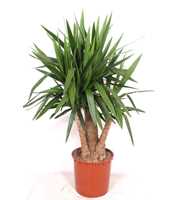 Yucca elephantipes