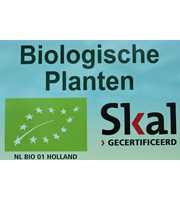 Bio Selenicereus grandiflorus 650-KvdN13