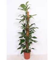 Philodendron Dragon Tail