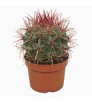 Ferocactus stainesii 13 cm