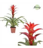 Guzmania Suerte Red