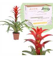 Guzmania Suerte Red