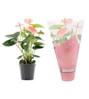 Anthurium Spirit in Couture sleeve