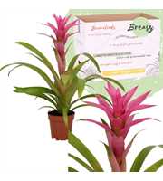 Guzmania Suerte Cerise