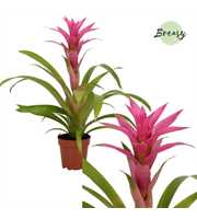 Guzmania Suerte Cerise