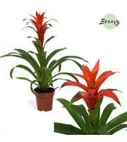 Guzmania Suerte Orange