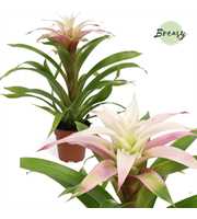Guzmania Deseo Magical white