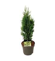 Thuja occ. 'Degroot's Spire'