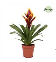 Vriesea Intenso Purple Flame