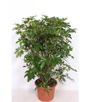 Schefflera arboricola 'Compacta'