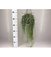 Rhipsalis puniceodiscus