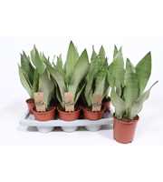 Sansevieria Moonshine