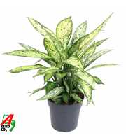 Dieffenbachia Vesuvius P24