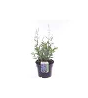 Perovskia atriplicifolia Bluesette