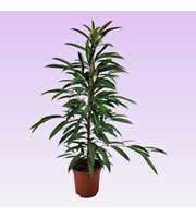 Ficus amstel king 105cm