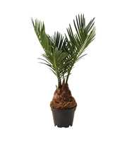 Cycas revoluta 6 cm, 3+ veren