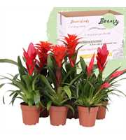 Bromelia Red Family