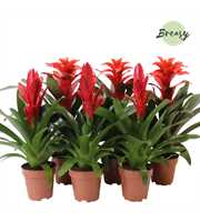 Bromelia Red