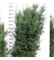 Taxus media 'Hicksii'