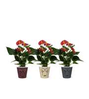 Anthurium Succcess Red in Rudolf smartcup