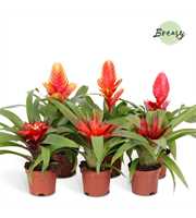 Bromelia Classic