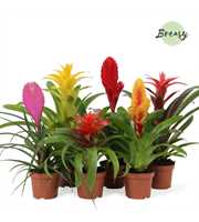 Bromelia Cupcake