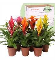 Bromelia Cupcake