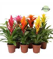 Bromelia Cupcake