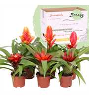 Bromelia Classic